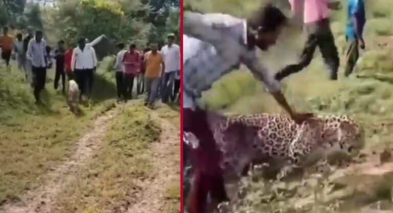 leopard : మద్యం ఫ్యాక్ట‌రీలోకి వెళ్లి మ‌ద్యం సేవించిన చిరుత పులి.. ఆ త‌ర్వాత దాని ప‌రిస్థితి మీరే చూడండి.. వీడియో !