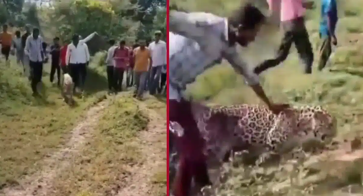 leopard : మద్యం ఫ్యాక్ట‌రీలోకి వెళ్లి మ‌ద్యం సేవించిన చిరుత పులి.. ఆ త‌ర్వాత దాని ప‌రిస్థితి మీరే చూడండి.. వీడియో !