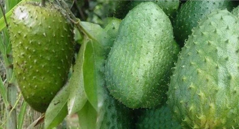 Rama Phala Fruit : ఈ పండు తో ఎన్ని ప్రయోజనాలు ఉన్నాయో తెలుసా..? ఇది ఆరోగ్యానికి శ్రీరామరక్ష..!!