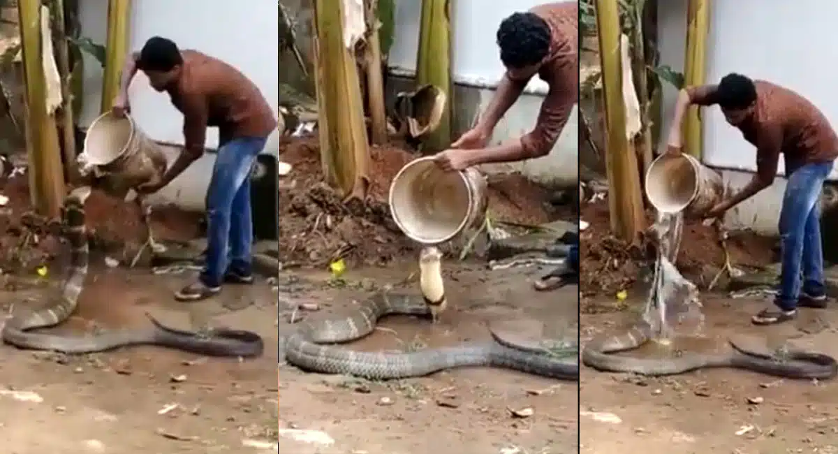 King Cobra : వేసవి తాపానికి అల్లాడిన కింగ్ కోబ్రా.. వ్యక్తి ఏం చేశాడో చూడండి..!