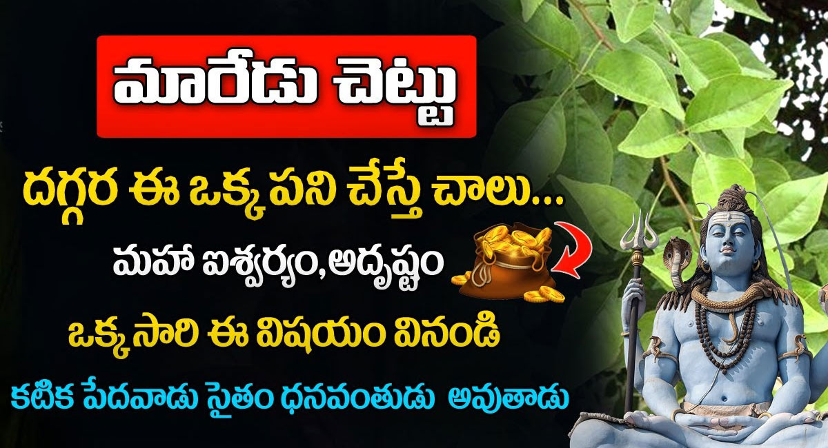 Bel Plant : మారేడు చెట్టు దగ్గర ఈ ఒక్క పని చేస్తే చాలు.. కటిక పేదవాడు సైతం ధనవంతుడు అవుతాడు..!