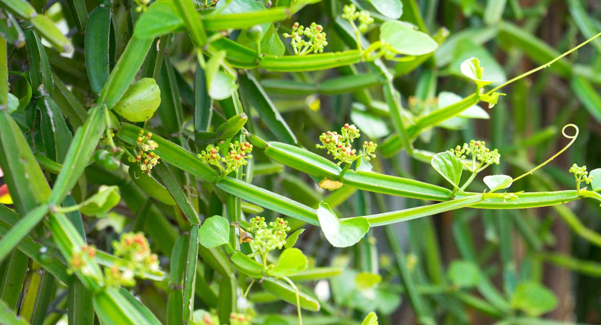 Black Plants : విరిగిన ఎముకలు అతికించి ఉక్కులా మార్చే ఈ మొక్క గురించి మీకు తెలుసా..?