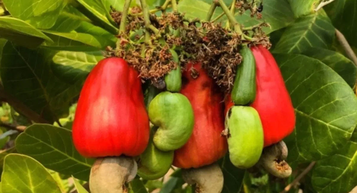 Cashew Nuts : ప్రతిరోజు గుప్పెడు ఈ పప్పు తీసుకుంటే చాలు… ఎలాంటి అనారోగ్య సమస్యలైనా పారిపోవాల్సిందే..!