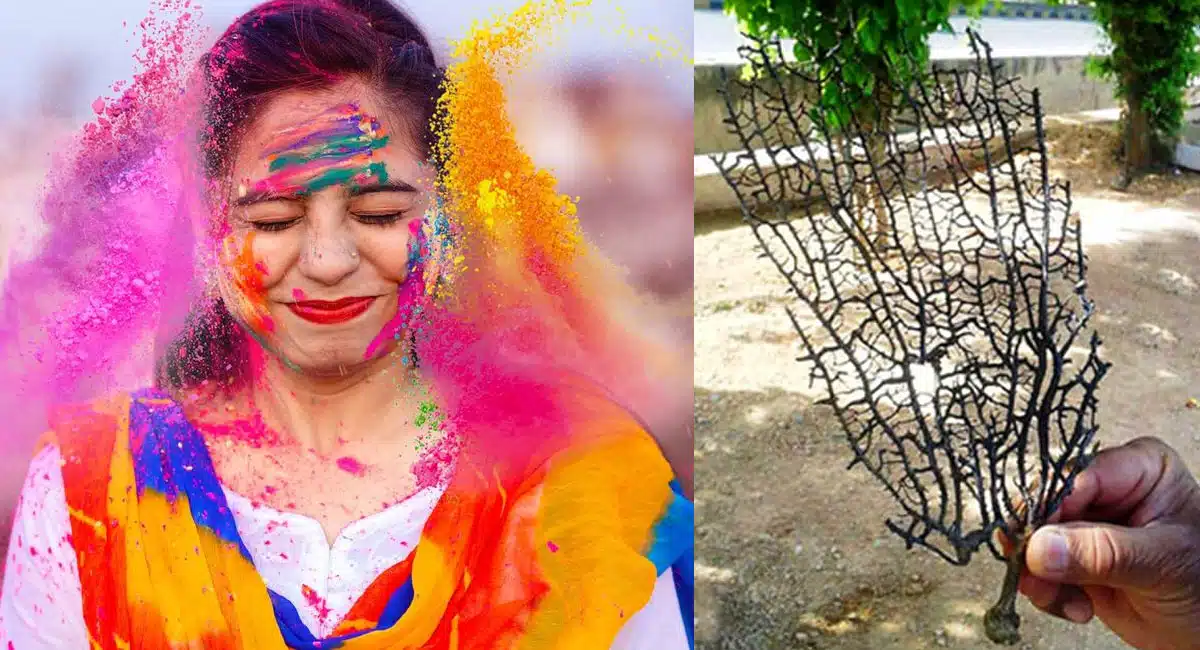 Holi Festival : హోలీ పండుగ రోజు ఈ మొక్కను పూజిస్తే అనుకున్నది జరుగుతుందట... వెరీ పవర్ ఫుల్...!