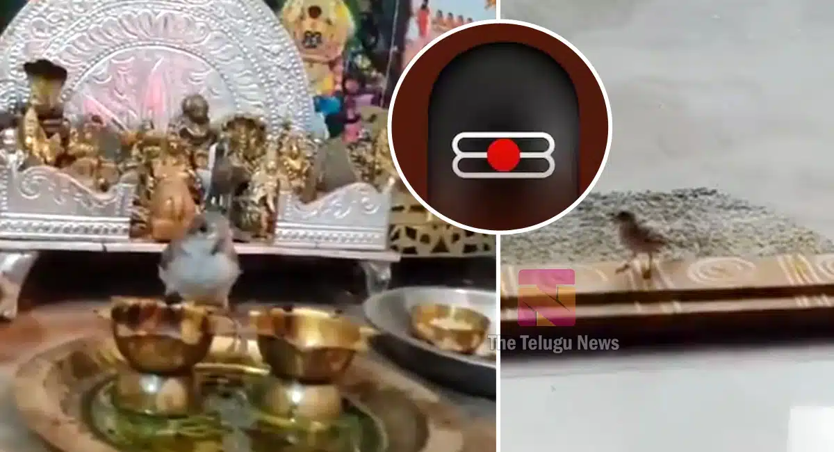 Maha Shivaratri : శివరాత్రి రోజు ఇంట్లోని పూజా మందిరంలోకి వెళ్లి శివ ధ్యానం చేసిన పిచ్చుక.. వైరల్ వీడియో..!