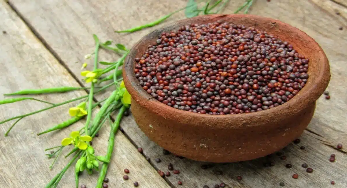 Mustard : చిట్టి ఆవాలతో ఇన్ని ఆరోగ్య ప్రయోజనాలా.. తెలిస్తే అస్సలు వదలరు..!