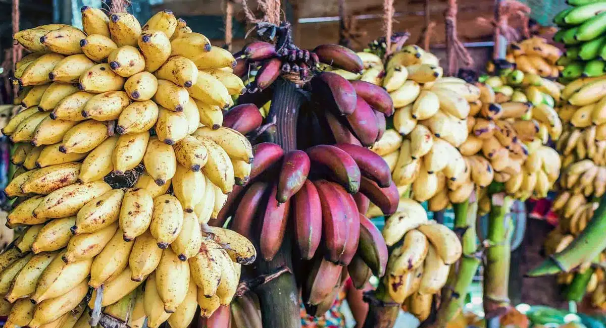 Pink Banana : ప్రతిరోజు ఇలాంటి అరటిపండు ఒకటి ఖాళీ కడుపుతో తింటే చాలు... ఎలాంటి వ్యాధులైన పరార్...!