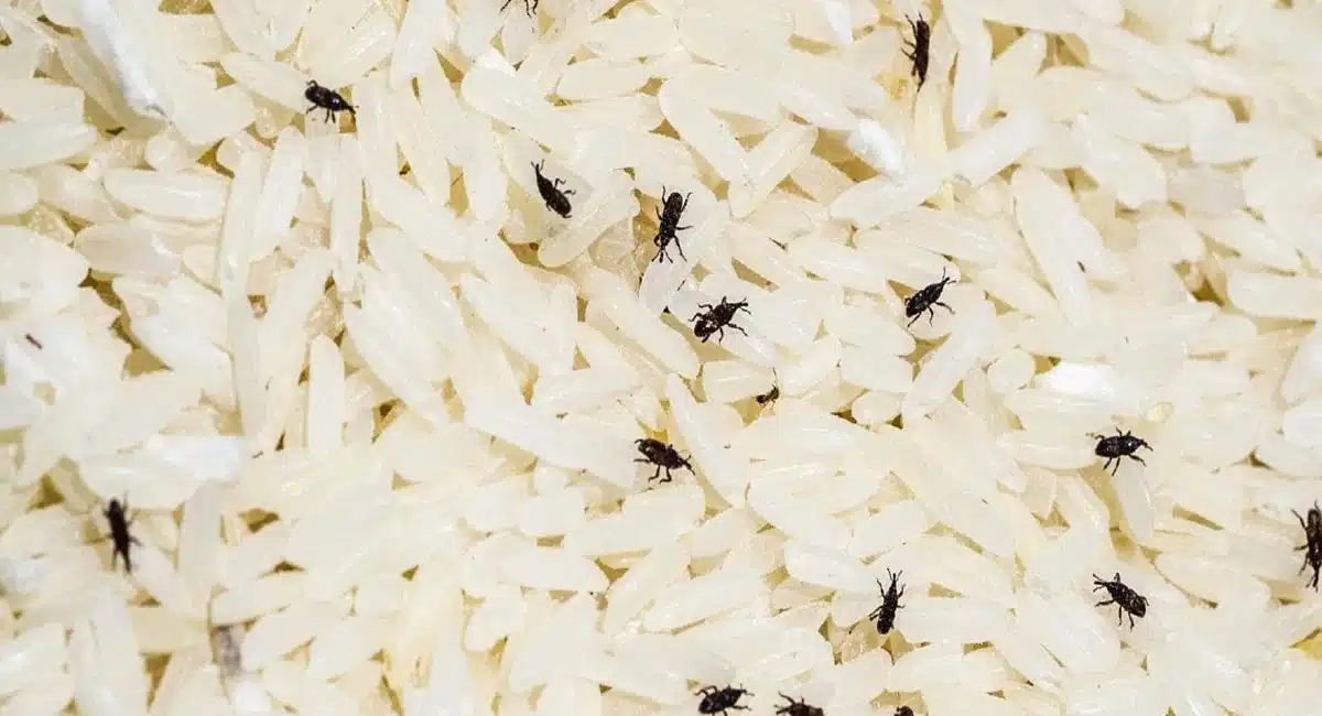Rice : పురుగులు ఉన్న బియ్యం తింటే ఎలాంటి వ్యాధులు వస్తాయి.? అసలు బియ్యానికి పురుగులు ఎందుకు పడతాయి..?