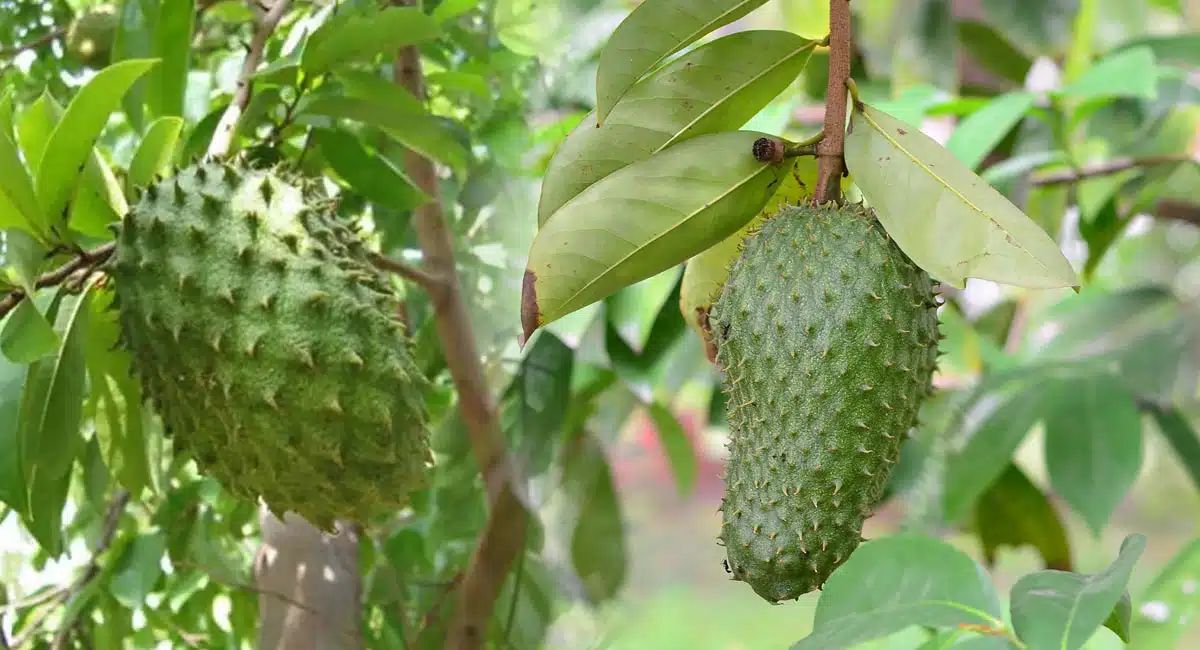 Wild Sweetsop : రామబాణం లాంటి అద్భుతమైన ఫలం.. దీంతో ప్రయోజనాలు అన్ని ఇన్ని కావు..!