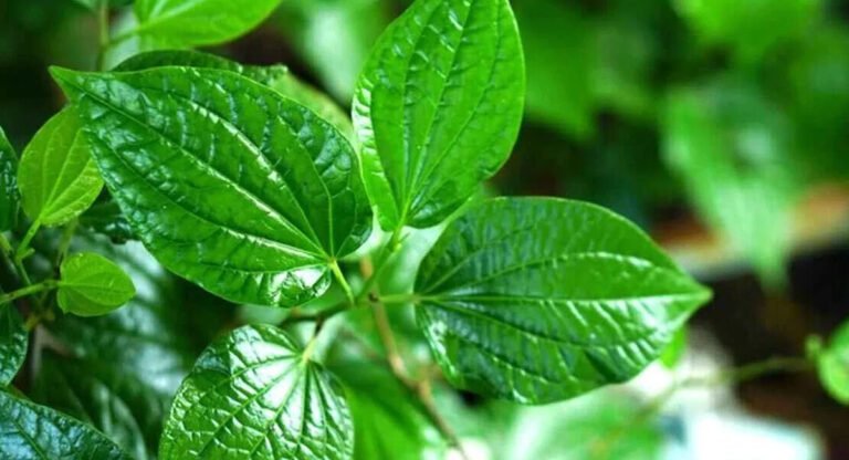Betel Leaf : ఈ సమ్మర్ లో ఈ ఆకు రోజుకు ఒకటి తింటే ఎన్ని ప్రయోజనాలో తెలుసా..? తెలిస్తే వెంటనే తినడం మొదలుపెడతారు..!