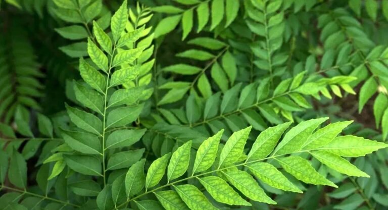 Curry Leaves : కరివేపాకే గా అని చీప్ గా చూస్తున్నారా..? రోజు వీటి నీరు తాగితే ఎలాంటి వ్యాధులకైన ఈజీగా చెక్ పెడుతుంది..!