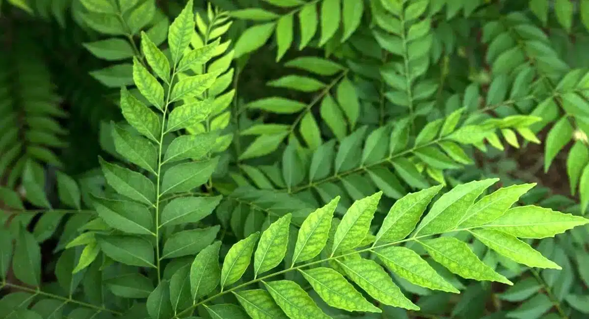 Curry Leaves : కరివేపాకే గా అని చీప్ గా చూస్తున్నారా..? రోజు వీటి నీరు తాగితే ఎలాంటి వ్యాధులకైన ఈజీగా చెక్ పెడుతుంది..!