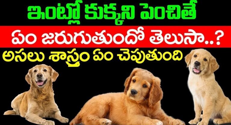 Dogs : ఇంట్లో కుక్కని పెంచితే ఏం జరుగుతుందో తెలుసా..? శాస్త్రం ఏం చెప్తుంది అంటే..!