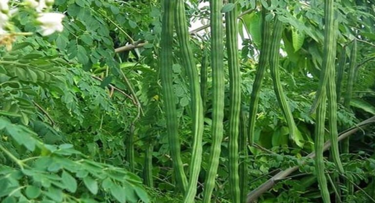 Drum Stick Plant : అబ్బో.. ఈ ఈ చెట్టుతో ఇన్ని ప్రయోజనాల.. తెలిస్తే ఆశ్చర్యపోతారు..!