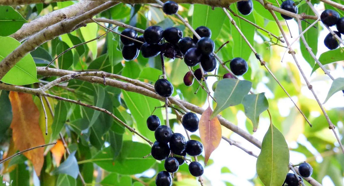 Jamun Leaves : ఈ ఒక్క ఆకుని రాత్రిపూట నమిలితే చాలు.. మీ షుగర్ లెవెల్స్ కంట్రోల్ అవ్వడం ఖాయం…