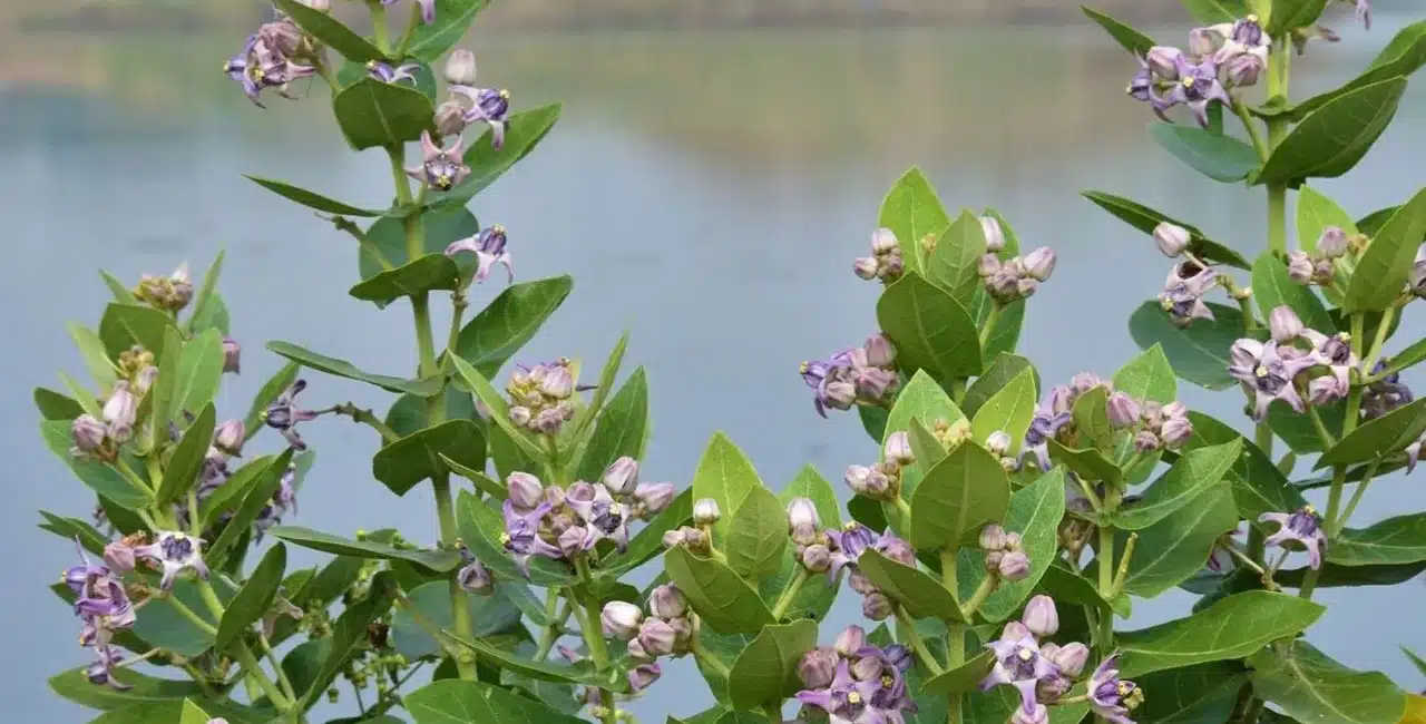 Jilledu plant : అద్భుతమైన ఈ మొక్క కనిపిస్తే వెంటనే తెచ్చుకోండి.. ఎన్నో వ్యాధులకు ఔషధం లాంటిది.