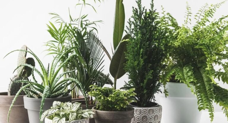 Plants : ఇంట్లో ఈ మొక్కలు పెంచితే చాలు.. ఏసీ, ఫ్యాన్ తో పని లేకుండా వేసవిలో కూడా చల్లని అనుభూతి…!
