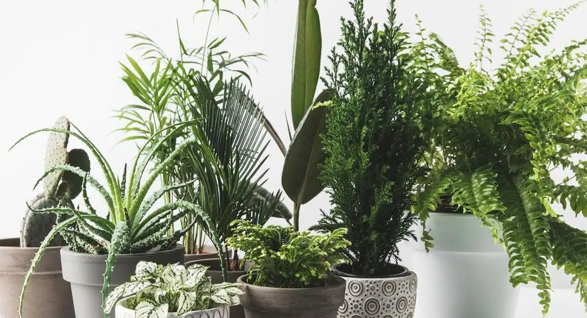 Plants : ఇంట్లో ఈ మొక్కలు పెంచితే చాలు.. ఏసీ, ఫ్యాన్ తో పని లేకుండా వేసవిలో కూడా చల్లని అనుభూతి...!