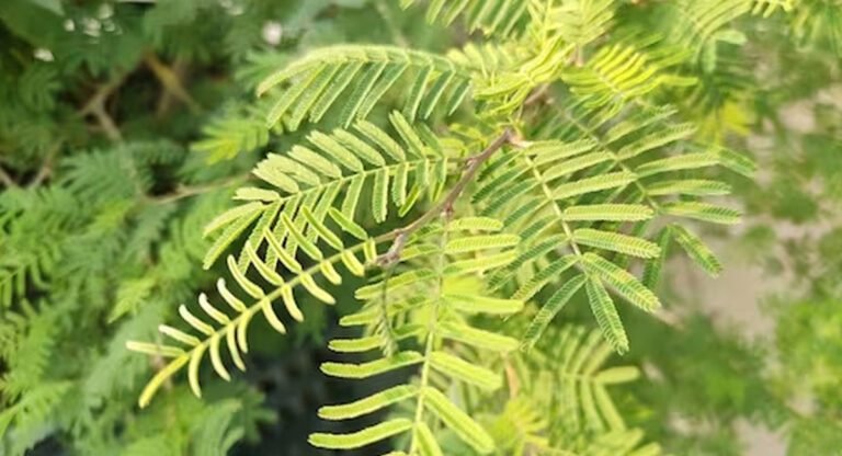 Trees : వామ్మో… ఈ చెట్లు మీ ఇంటి ఆవరణలో పెంచుతున్నారా..? తీసివేయకపోతే ఈ సమస్యల్లో పడక తప్పదు..!