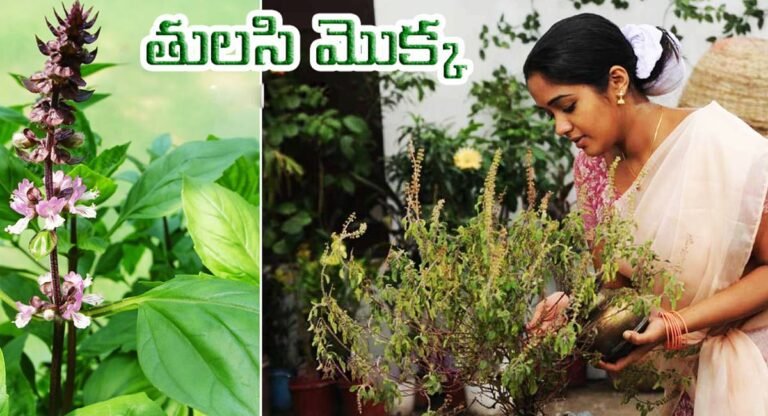 Tulsi Plant : తులసి మొక్కతో పాటు మీ ఇంట్లో ఈ రెండు మొక్కలు కూడా పెంచితే… లక్ష్మీదేవి మీ ఇంట తాండవం చేస్తుంది…!
