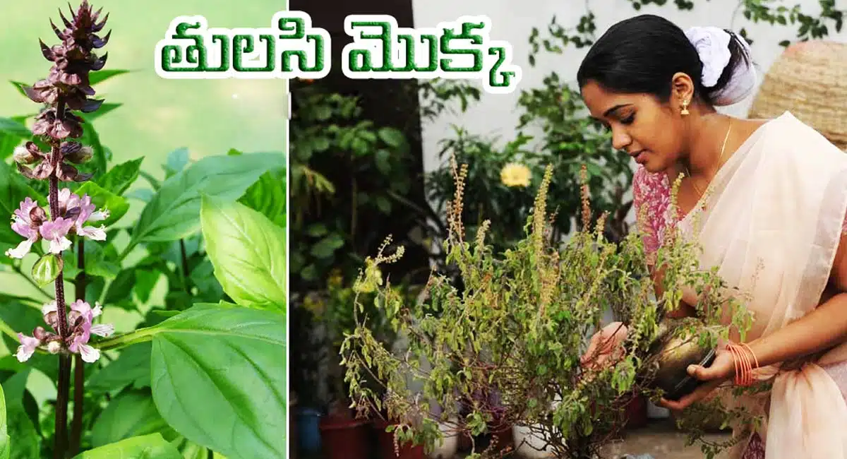 Tulsi Plant : తులసి మొక్కతో పాటు మీ ఇంట్లో ఈ రెండు మొక్కలు కూడా పెంచితే... లక్ష్మీదేవి మీ ఇంట తాండవం చేస్తుంది...!