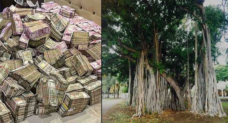 Viral News : మ‌ర్రి చెట్టు తొర్ర‌లో రూ.65 ల‌క్ష‌లు.. అస్స‌లు అక్క‌డికి ఎలా వ‌చ్చాయి..!