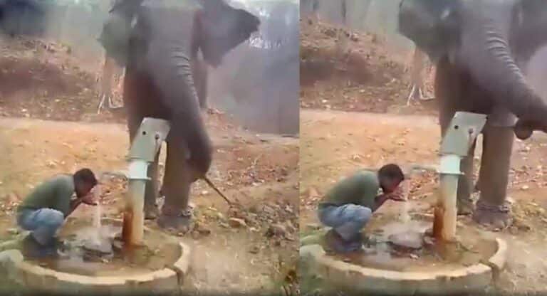 Viral Video : దాహంతో ఉన్న మ‌నిషికి నీళ్లు అందించిన ఏనుగు.. వీడియో చూసి అంద‌రు షాక్
