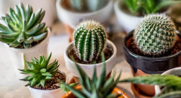 Cactus Plant : మీ ఇంట్లో ఈ మొక్కను పెంచుతున్నారా..? అయితే మీ మంచి ఆరోగ్యం మీ సొంతం… ఆ మొక్క ఏమిటో తెలుసా.?