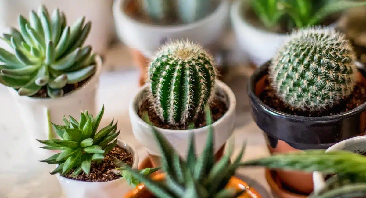 Cactus Plant : మీ ఇంట్లో ఈ మొక్కను పెంచుతున్నారా..? అయితే మీ మంచి ఆరోగ్యం మీ సొంతం... ఆ మొక్క ఏమిటో తెలుసా.?
