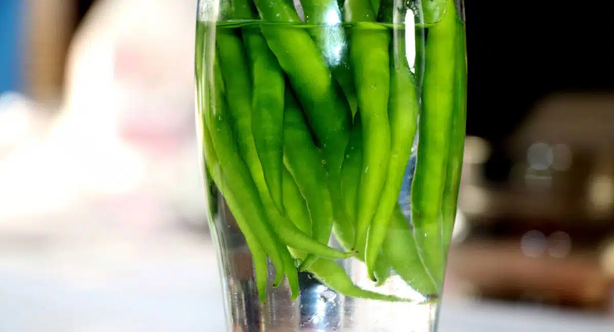 Green Chilli Water : పచ్చి మిరపకాయలతో ఇలా చేసిన నీటిని తాగితే ఎన్ని లాభాలో తెలుసా..?