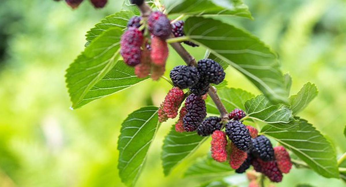 Mulberry Benefits : వేసవిలో మల్బరీ పండ్లను తింటే ఎన్ని లాభాలో తెలుసుకోండి..!