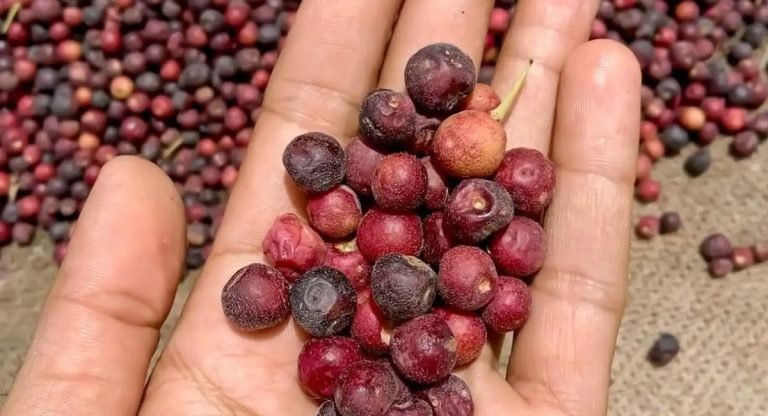 Falsa Health Benefits : ఫాల్సా పండులో ఎన్ని ఆరోగ్య ప్రయోజనాలో…!!