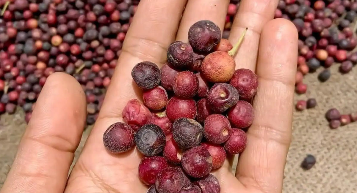 Falsa Health Benefits : ఫాల్సా పండులో ఎన్ని ఆరోగ్య ప్రయోజనాలో…!!