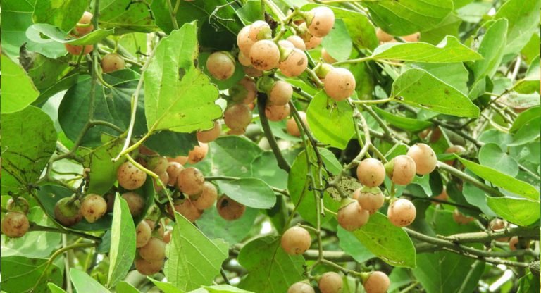Glue Berry : ఈ పండ్లు వందల సమస్యలకు దివ్య ఔషధం…!