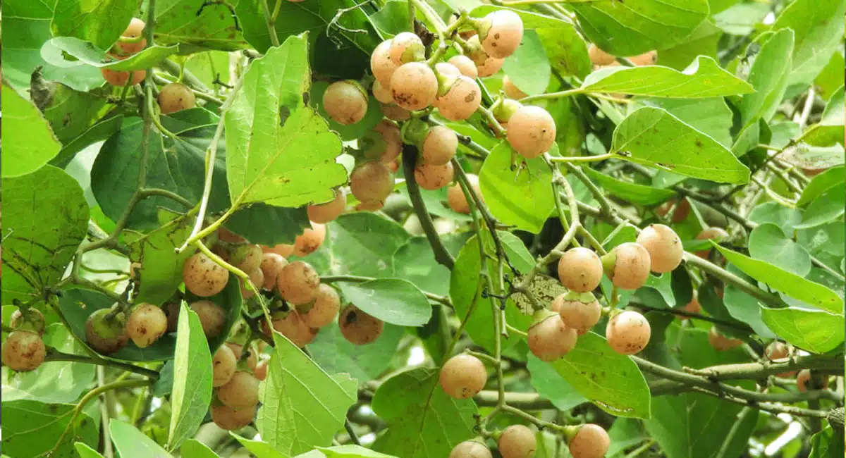 Glue Berry : ఈ పండ్లు వందల సమస్యలకు దివ్య ఔషధం...!