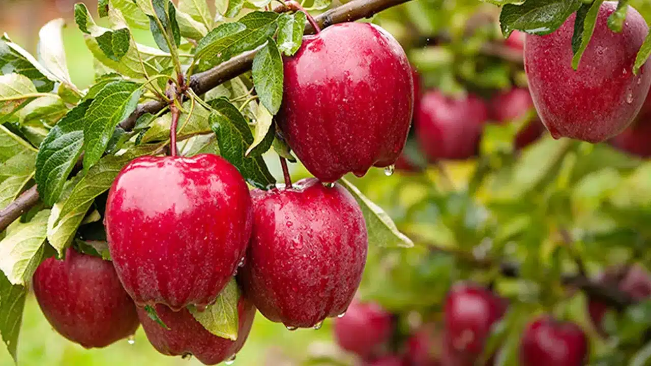 Apple : నిజంగా ఈ పండు బ్రహ్మస్త్రమే...రోజుకి ఒకటి చాలు... ఈ సమస్యలన్నీ పరార్...!