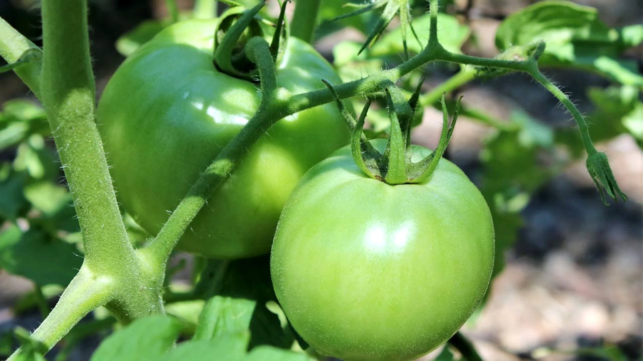 Green Tomatoes : పచ్చి టమాటాలో అద్భుత ఆరోగ్య ప్రయోజనాలు.. తెలిస్తే వదిలిపెట్టరు…!