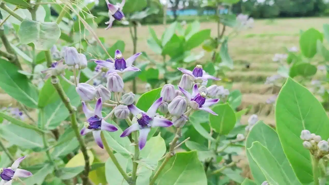 Jilledu Plant : ఈ మొక్కతో ఇన్ని లాభాలా... ఎక్కడ ఉన్న ఇంటికి తెచ్చుకుంటారు...!