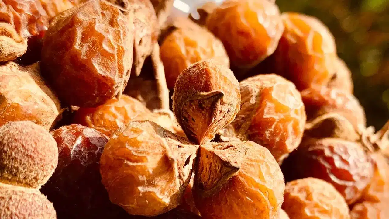 Nuts Soap : చూడడానికి చిన్నగానే ఉంటుంది... కానీ లాభాలు ఎన్నో.. ముఖ్యంగా ఆ సమస్యలకు...!