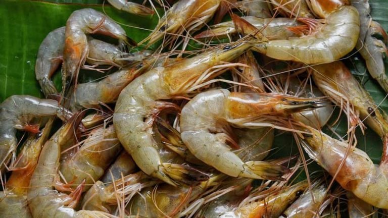 Prawns : చేపల ప్రియులకు శుభవార్త… అతి తక్కువ ధరకే రొయ్యలు…!