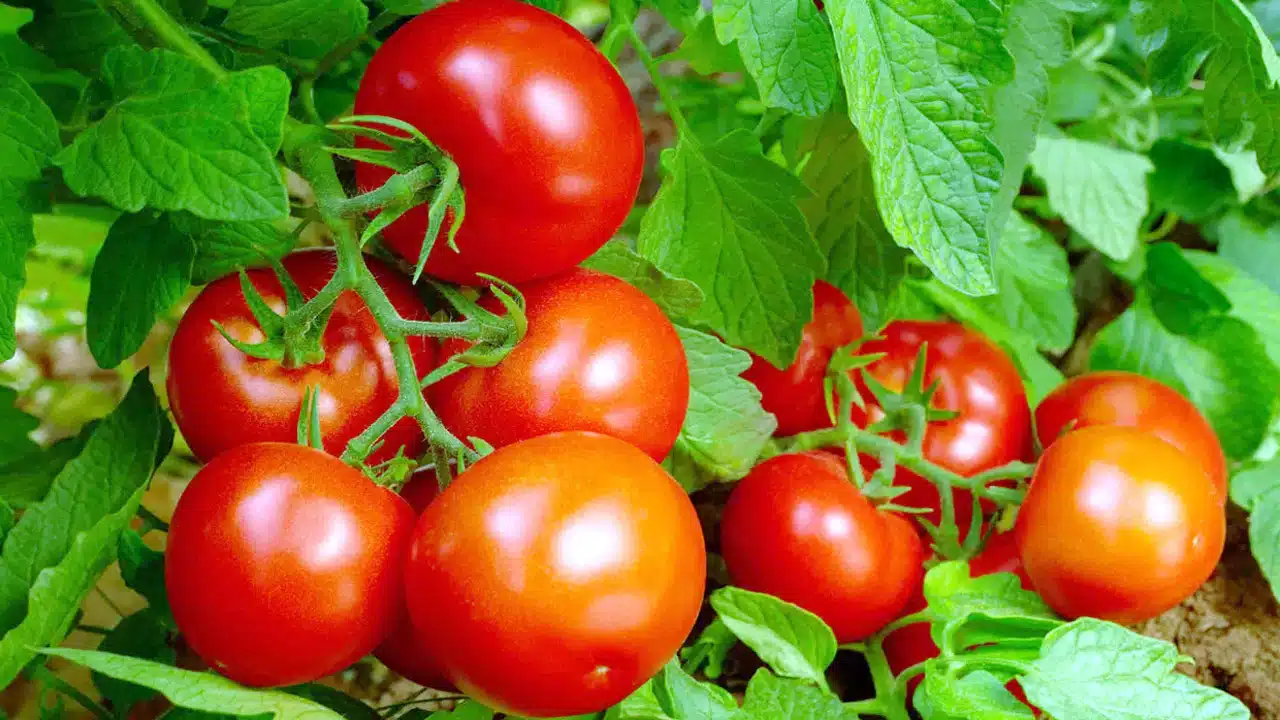 Tomato : చీప్ గా దొరికావే... కానీ ఆరోగ్యానికి చాలా మెండు...!