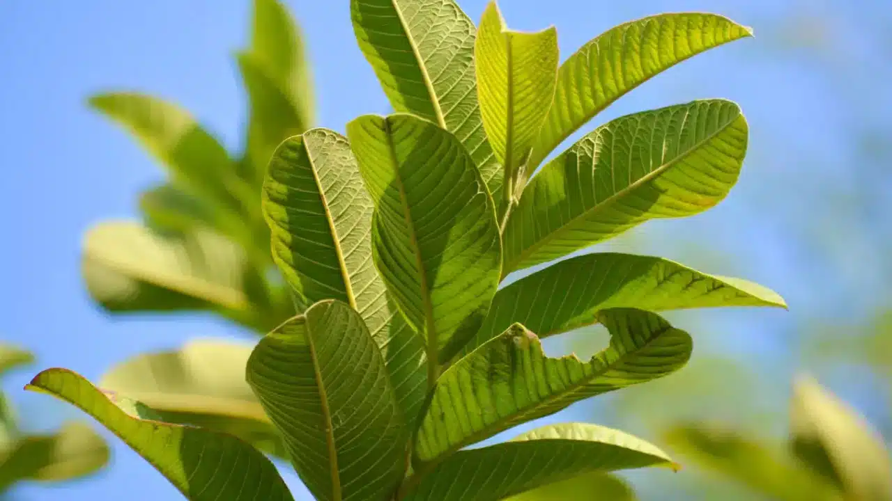 Guava Leaves : జామ ఆకులను పేస్ పై ఇలా అప్లై చేస్తే చాలు...ఈ సమస్యలకు చెక్ పెట్టినట్లే...!