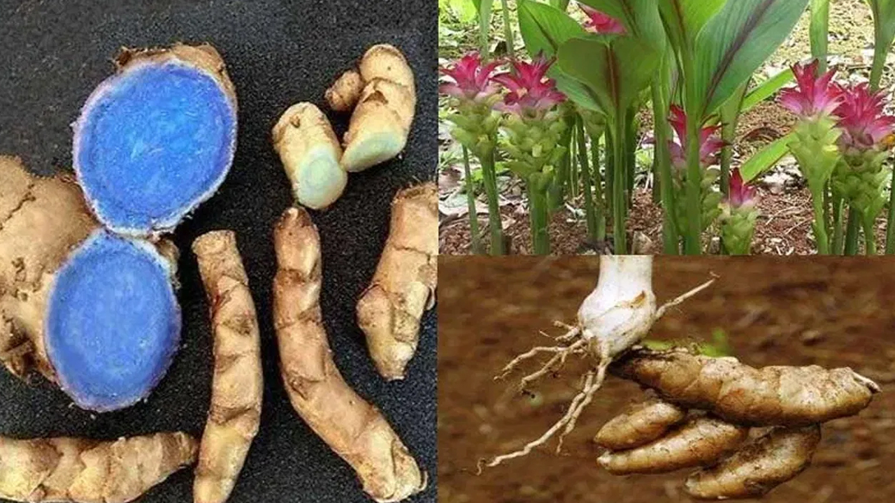 Black Turmeric : మీకు నల్ల పసుపు గురించి తెలుసా… ఇలా వాడండి.. బోలెడు ప్రయోజనాలు…!