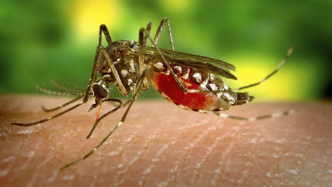 Dengue : దేశంలో విపరీతంగా పెరుగుతున్న డెంగ్యూ… 50% శాంపిల్స్ లో పాజిటివ్…!