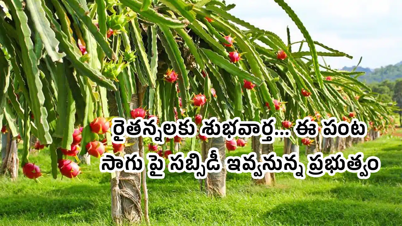Farmers : రైతన్నలకు శుభవార్త... ఈ పంట సాగు పై సబ్సిడీ ఇవ్వనున్న ప్రభుత్వం...!