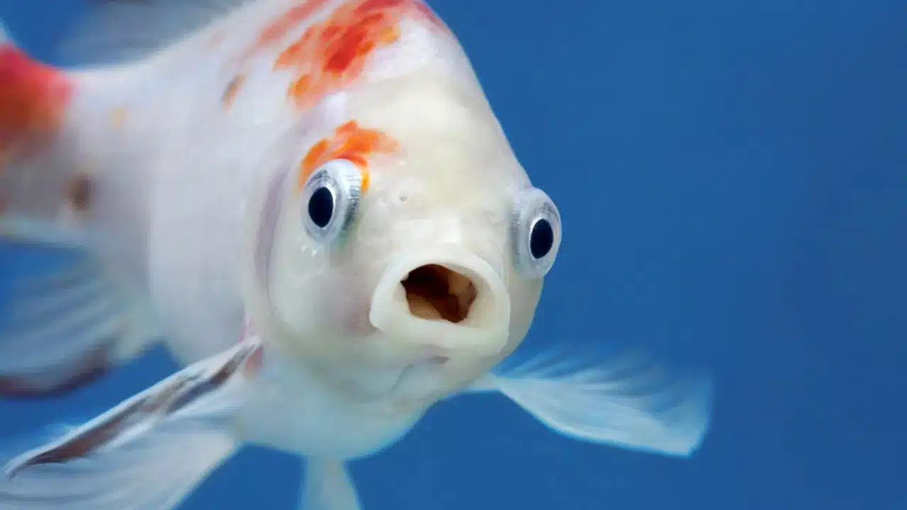 Fish Eyes : చేప కళ్ల ల్లో అద్భుత ఆరోగ్య ప్రయోజనాలు తెలిస్తే... ఆశ్చర్యపోతారు...!