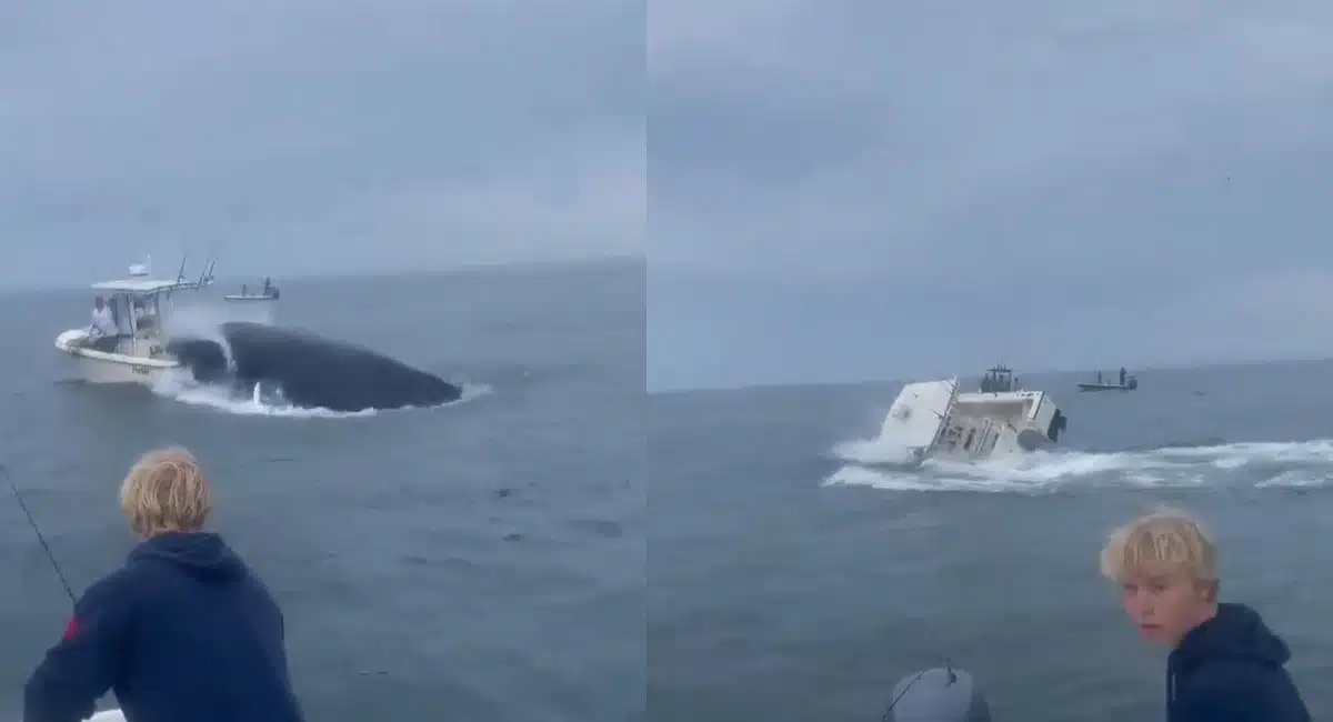 Fishing Boat : చేప‌ల వేట‌కి వెళ్లిన బోటుపై దాడి చేసిన తిమింగ‌లం.. భ‌యంతో మ‌రో బోటు వ్యక్తి ప‌రుగు.. వీడియో వైర‌ల్...