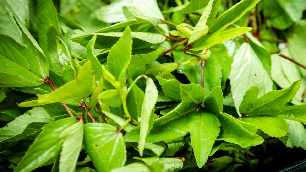 Gongura : వారంలో మూడుసార్లు గోంగూరను తింటే చాలు … ఈ సమస్యలన్నీ మటుమాయం…!