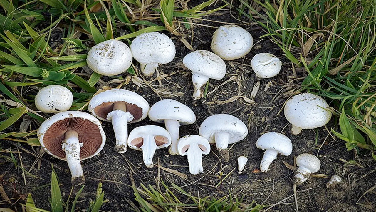 Mushrooms : పుట్టగొడుగులను అధికంగా తింటున్నారా.. తెలుసుకోవలసిన ముఖ్య విషయాలు..!