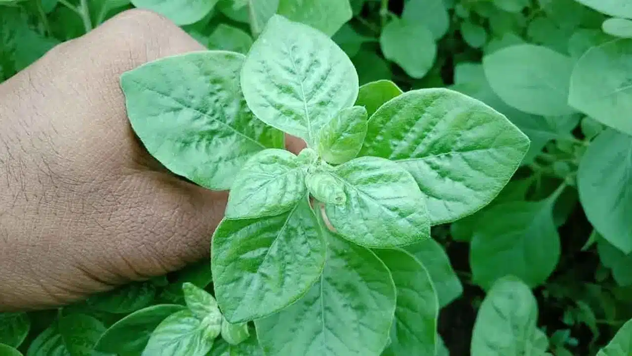 Pindi Kura : ఈ ఆకు కూరను తీసుకుంటే చాలు... కిడ్నీలో రాళ్లు ఇట్టే కరుగుతాయి...!